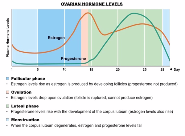 Menstrual Cycle